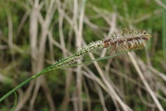 Carex appendiculata