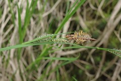 Carex appendiculata