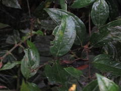 Cavendishia pubescens