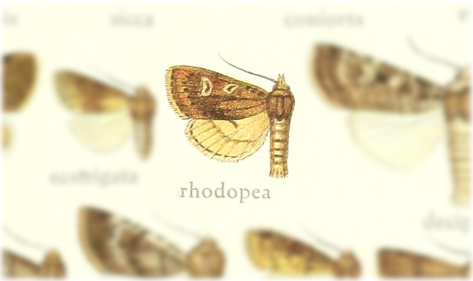Axylia rhodopea
