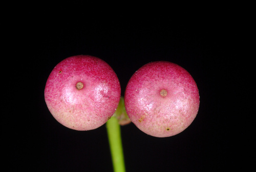 Ardisia elliptica