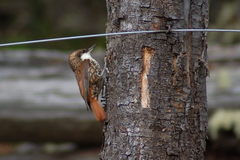 Pygarrhichas albogularis