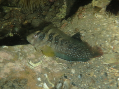 Salaria pavo