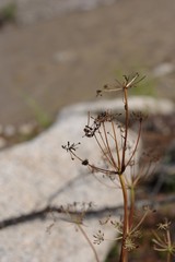 Conioselinum tataricum