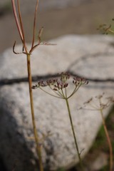 Conioselinum tataricum