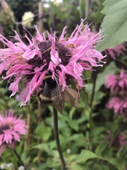Bombus