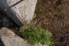 Conioselinum tataricum