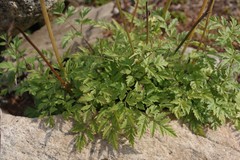 Conioselinum tataricum