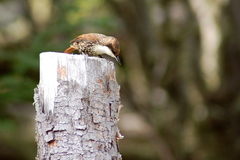 Pygarrhichas albogularis