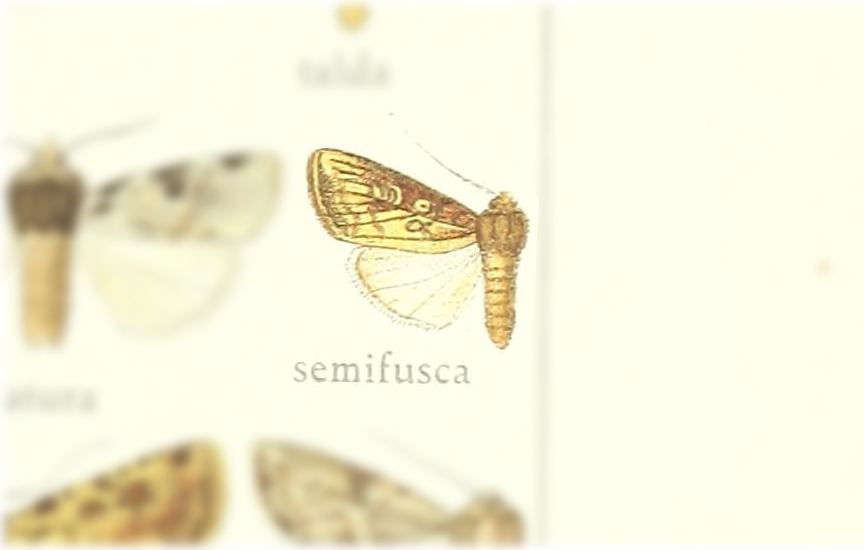 Omphalestra semifusca