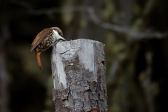 Pygarrhichas albogularis