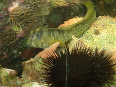 Salaria pavo