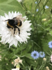 Bombus