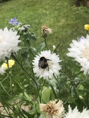 Bombus