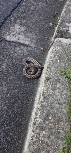 Children's Python sighting