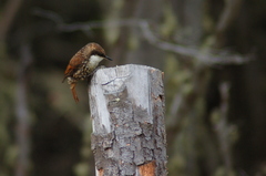 Pygarrhichas albogularis