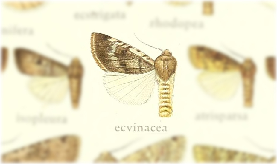 Lycophotia ecvinacea
