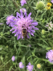 Apis mellifera
