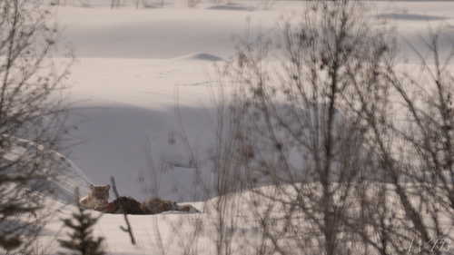 North American Mountain Lion photographed in Wyoming