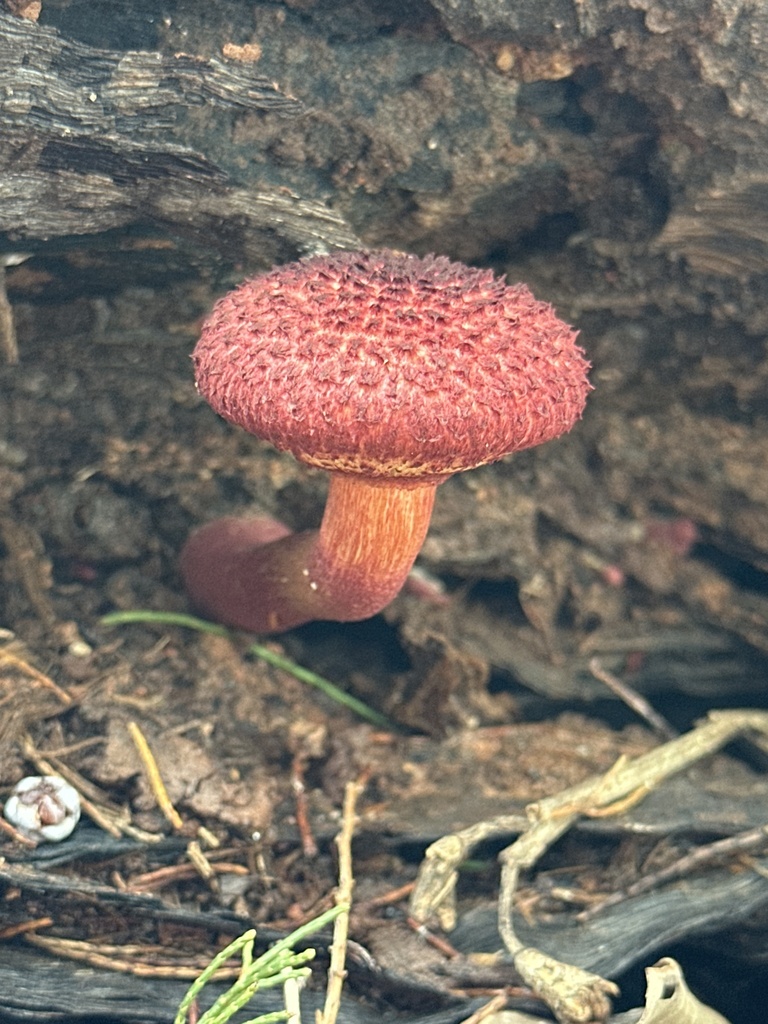 Boletellus emodensis · February 2025 · photo: © argonauta (iNaturalist, cc-by-nc)