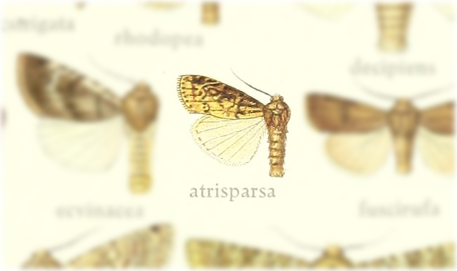 Euxootera