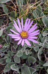 Aster amellus ibericus