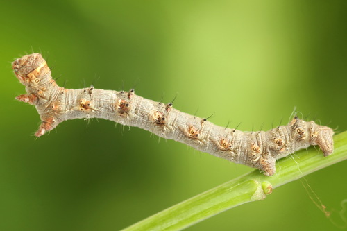 Pale Brindled Beauty