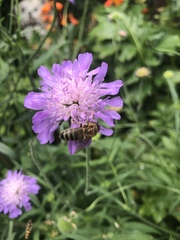 Apis mellifera