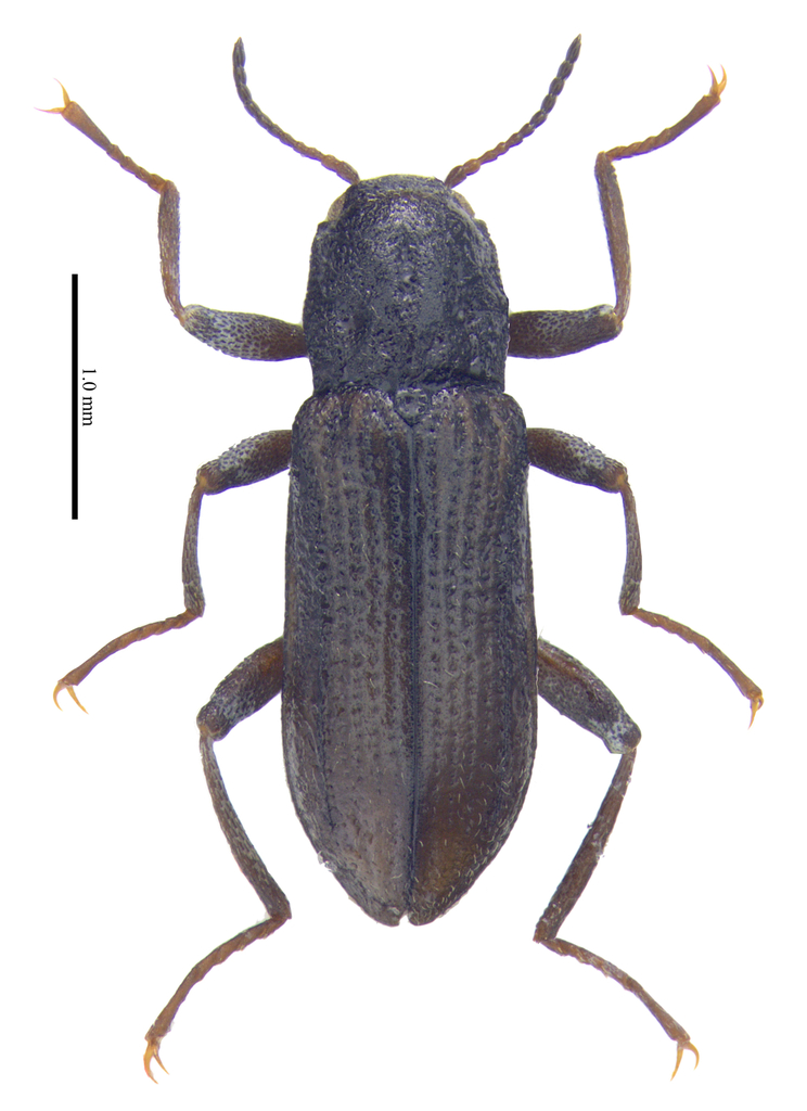 Stenelmis puberula
