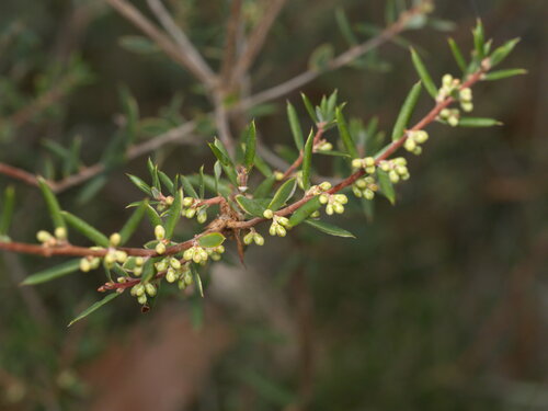 Monotoca glauca (Labill.) Druce