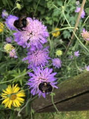 Bombus terrestris