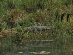Crocodylus palustris