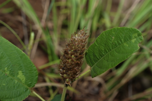 Image of Uraria lagopodioides by (c) Greg Tasney, some rights reserved (CC BY-SA)