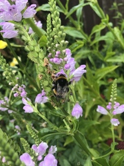 Bombus