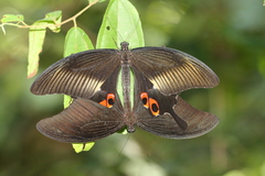 Papilio iswara