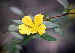Hibbertia serrata