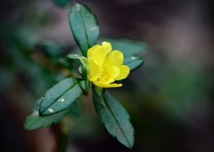 Hibbertia serrata