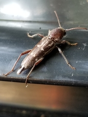 Xylotrechus sagittatus