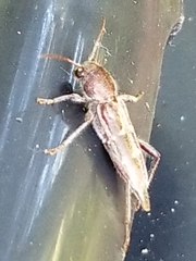 Xylotrechus sagittatus