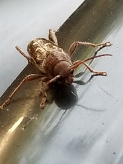 Xylotrechus sagittatus