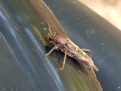 Xylotrechus sagittatus