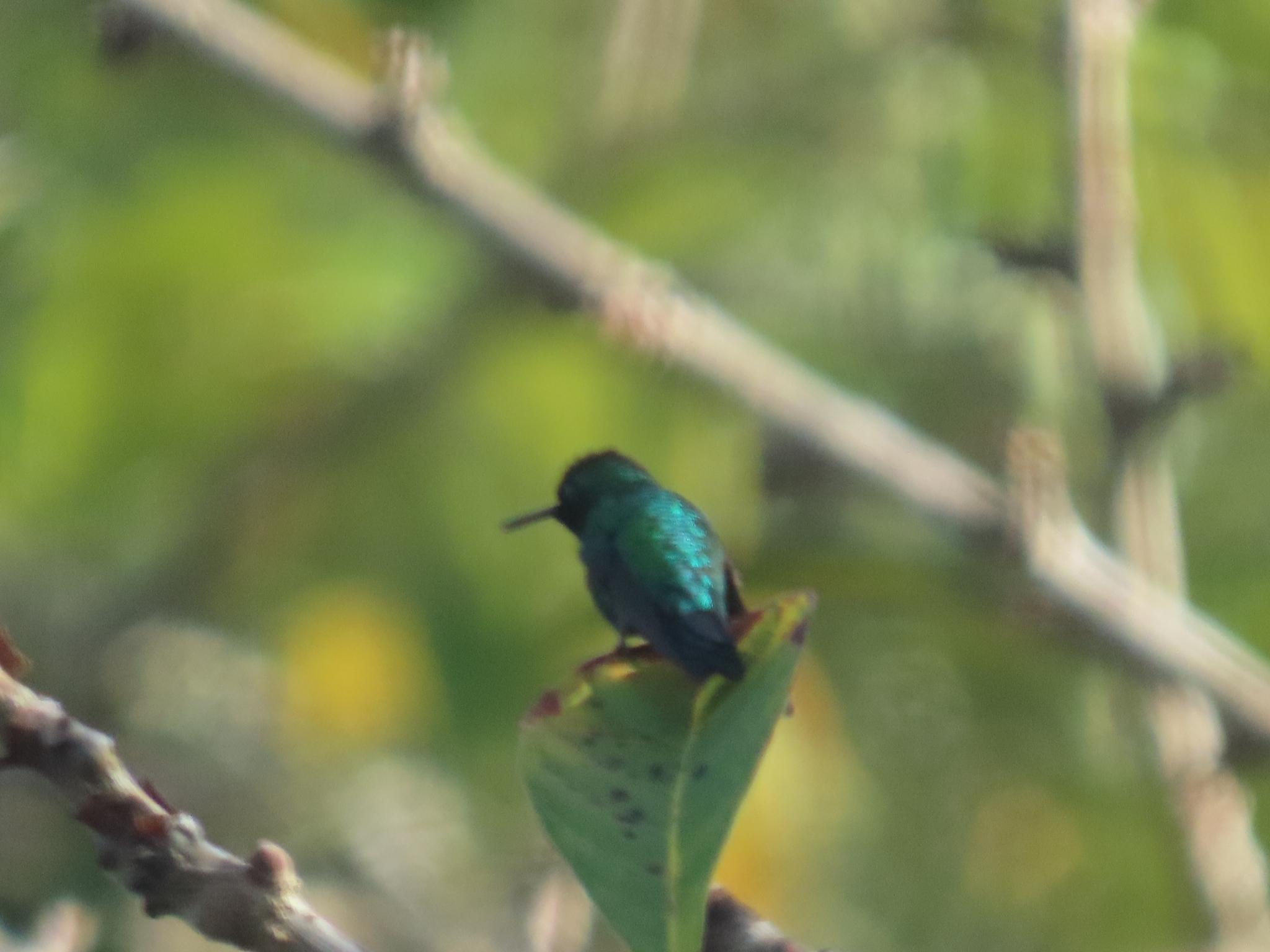 Garden Emerald (Chlorostilbon assimilis), photo 5