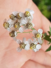 Achillea salicifolia