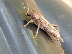 Xylotrechus sagittatus