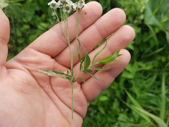 Achillea salicifolia