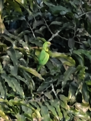 Golden-fronted Leafbird (Chloropsis aurifrons), photo 10
