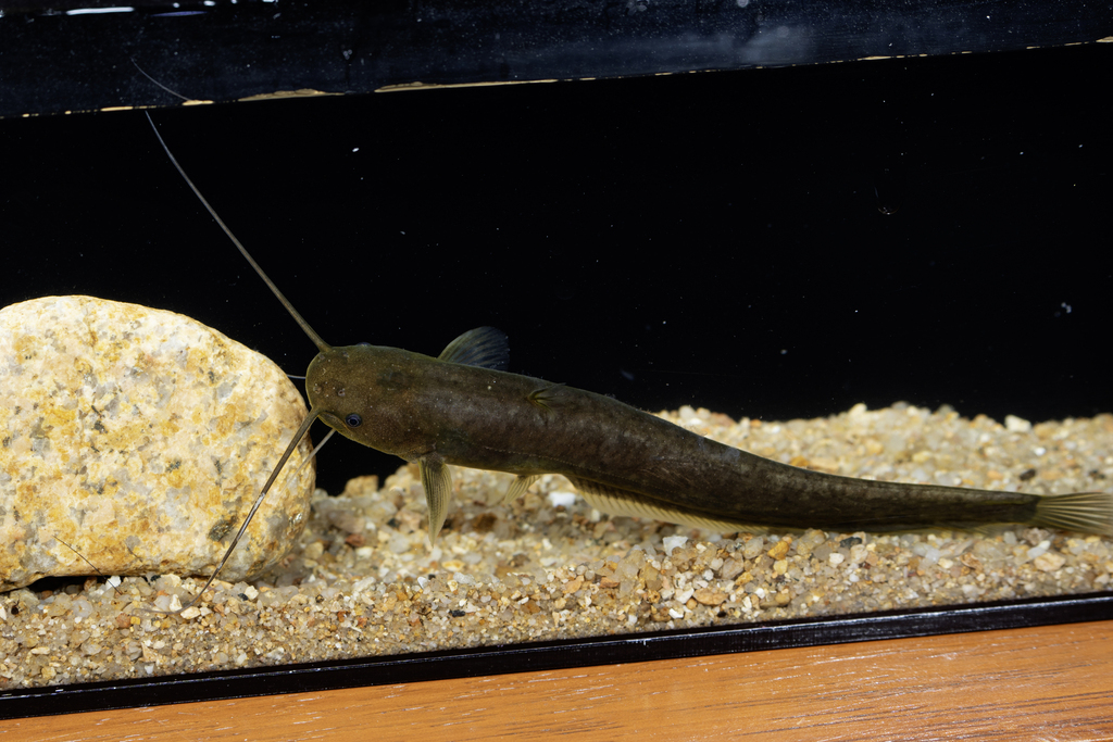 Catfish (Pterocryptis cochinchinensis) — Siluridae