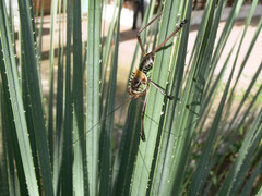 Acanthoplus discoidalis