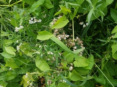 Achillea salicifolia