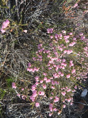 Erica umbelliflora